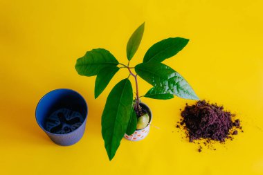 Avokado filizlenir yaprakları bir su kabının içindeki tohumdan çıkar sarı bir arka planda durur, bereketli toprakların sağ avuç içinde, sol yeni gri saksıda. Bir ev bitkisini naklederken