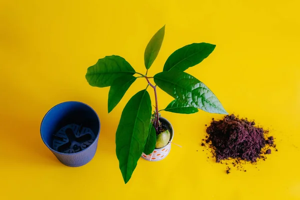 Avokado filizlenir yaprakları bir su kabının içindeki tohumdan çıkar sarı bir arka planda durur, bereketli toprakların sağ avuç içinde, sol yeni gri saksıda. Bir ev bitkisini naklederken
