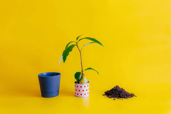 avocado sprout with leaves sprouted from a seed in a pot of water stands in the center on a yellow background,on the right handful of fertile land,on the left new gray pot.transplanting a houseplant