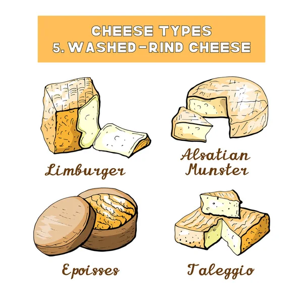 Ilustración Vectorial Tipos Tipos Queso — Vector de stock