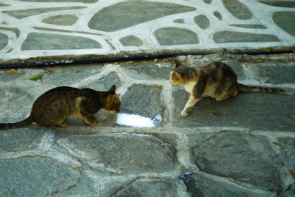 Herrelösa Katter Den Grekiska Paros — Stockfoto