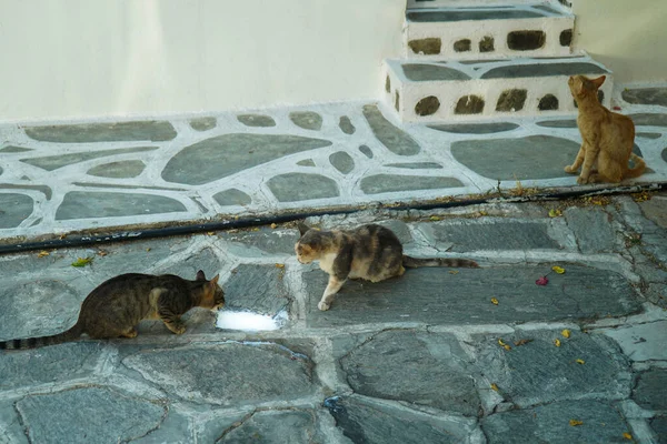 Chats Errants Sur Île Grecque Paros — Photo