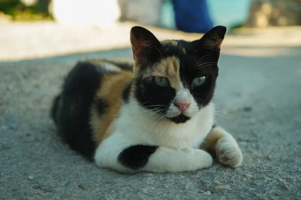 Stray Cats Greek Island Paros — Stock Photo, Image