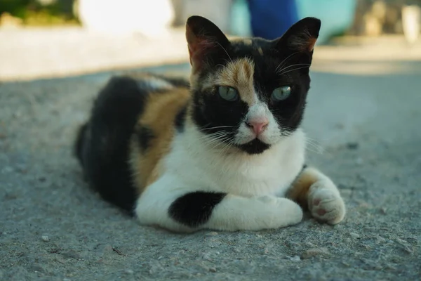 Yunan paros adasında başıboş kediler