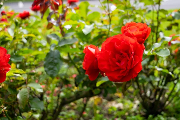 Impresionante Trío Rosas Rojas Brillantes Del Jardín —  Fotos de Stock