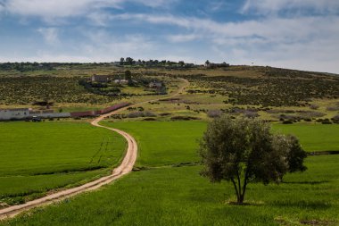 Yeşil alanlar ve Fas, bahar aylarında zeytin ağaçları ile taze kır Fez için kapatın. Köy yolunda alanları arasında.