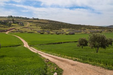 Yeşil alanlar ve Fas, bahar aylarında zeytin ağaçları ile taze kır Fez için kapatın. Köy yolunda alanları arasında.