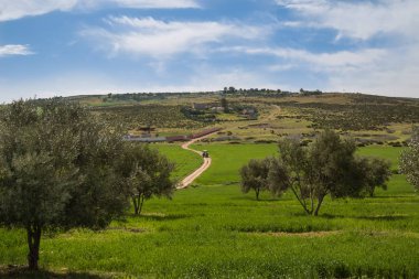 Yeşil alanlar ve Fas, bahar aylarında zeytin ağaçları ile taze kır Fez için kapatın. Köy yolunda alanları arasında.