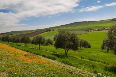 Vahşi calendula, alan ve zeytin ağaçları. Hill içinde belgili tanımlık geçmiş. Bütün taze bahar yeşil. Gökyüzü beyaz bulutlar ile.