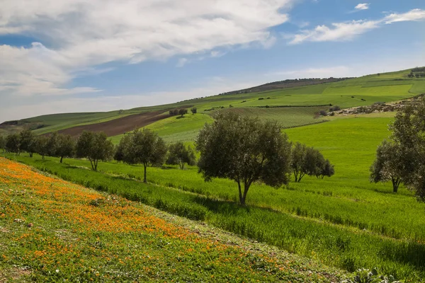 Wilde Ringelblumen Felder Und Olivenbäume Hügel Hintergrund Alles Frisch Frühlingshaft — Stockfoto