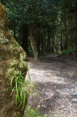 Tarafından yosun kaplı büyük bir kaya üzerinde büyüyen bir bitkinin yeşil yaprakları. Kaya astar yolu. Orman içinde belgili tanımlık geçmiş. Sao Miguel, Azor Adaları, Portekiz.