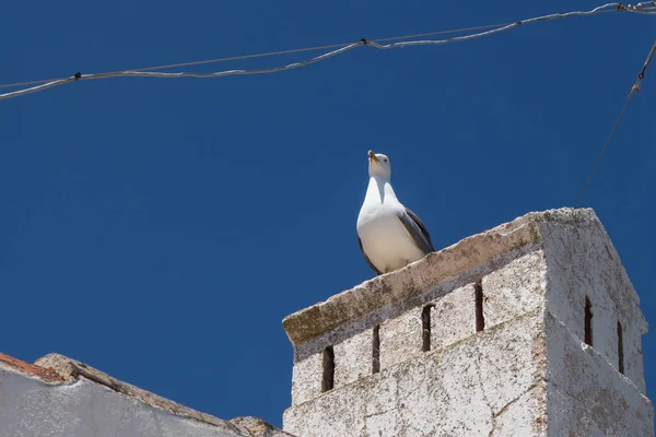 Eski Bir Beyaz Martı Baca Yıpranmış Porches Algarve Portekiz Geleneksel — Stok fotoğraf