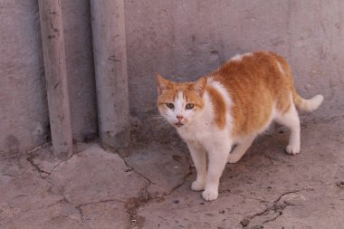 Kedi kürk, turuncu-beyaz kombinasyonu ile. Ayakta ve kameraya bakıyor. Arka planda, kaldırım aynı renk gül cephe.