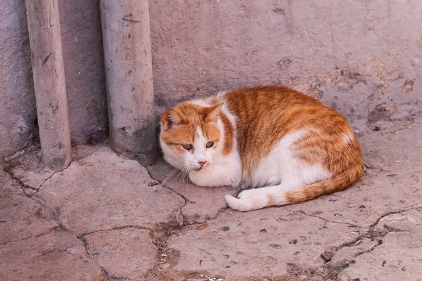 Katt Med Orange Vit Kombination Päls Liggande Gatan Rosa Fasad — Stockfoto