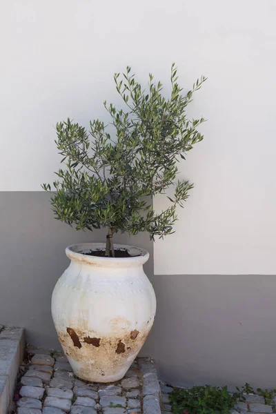 Eski beyaz pot küçük bir zeytin ağacı ile. Merdivenlerde durup cobblestones yaptı. Arka planda bir binanın duvarına beyaz ve gri rengi. Estoi, Portekiz.