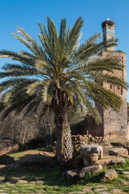 Palmiye ağacı ve nekropol Chellah, Rabat Fas bir caminin minaresi. Leylek yuvası kulenin tepesinde. Çim Ruins çevresinde. Parlak mavi gökyüzü.
