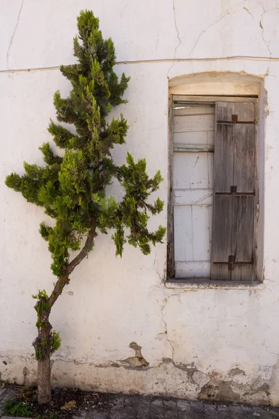 Window of an old abandoned house. Window without a glass, closed by wooden plates. Pine growing beside it on the pavement. Street in traditional mountain village Archanes, Crete, Greece.