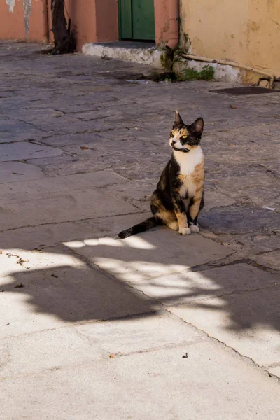 Gato Multicolor Sentado Sombra Una Calle Pavimentada Por Adoquines Mirando — Foto de Stock