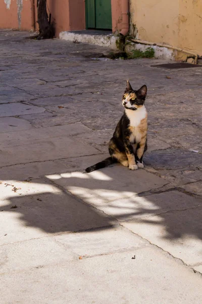 Bunte Katze Die Schatten Einer Mit Kopfsteinpflaster Gepflasterten Straße Sitzt — Stockfoto