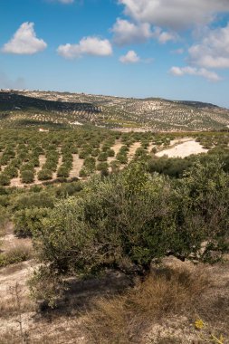 Bir zeytin alanı ve arka planda, Girit, Yunanistan dağlarında bulunan diğer alanları görüntüleyin. Güneşli bir gün, mavi gökyüzü beyaz bulutlar ile.