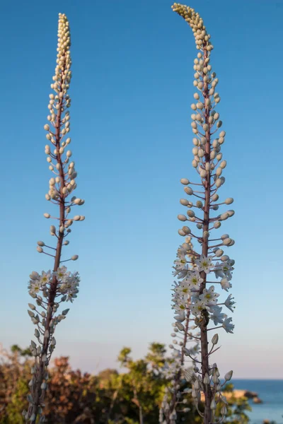 Uzun sap ile birçok beyaz çiçek çiçek çeşitli durumda. Ereremus (çöl mum) Adası Girit, Yunanistan vahşi büyüyen.