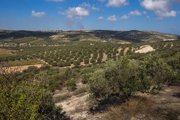 View on an olive field and other fields in the background, located in the mountains of Crete, Greece. Sunny day, blue sky with white clouds.