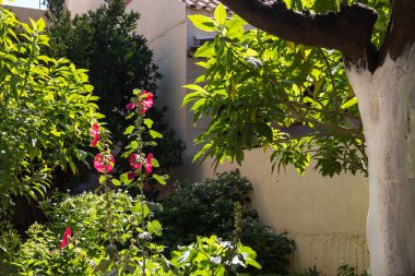 Erken sonbahar gün ışığında Bahçe dolu. Çiçek açan bitkiler ve ağaçlar ve çalılar birçok yeşil yaprakları. Ağacın gövde beyaz boyalı. Archanes, Crete, Yunanistan.