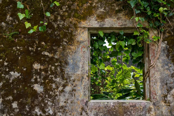 Terk edilmiş bir evde moss ve bölüm tarafından Ivy tarafından örtülü duvarına. Delik bir yerde terk edilmiş evde pencerenin. Sao Miguel, Azor Adaları, Portekiz.