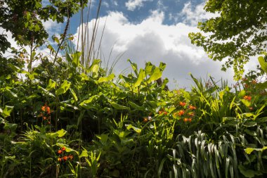 Bitkiler ve çiçekleri açık havada, Güneş dolu taze yeşil rengi. Büyük beyaz bir bulut ile mavi gökyüzü. Ada Sao Miguel, Azor Adaları, Portekiz.