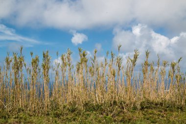 Bir alan sınırda vinç. Beyaz bulutlar ile parlak mavi gökyüzü. Ada Sao Miguel, Azor Adaları, Portekiz.