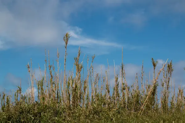 Bir alan sınırda vinç. Beyaz bulutlar ile parlak mavi gökyüzü. Ada Sao Miguel, Azor Adaları, Portekiz.