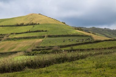 Bir tepe üzerinde yeşil taze sprieng alanları. İnek sürüsü. Bulutlu gökyüzü. Kuzey Adası Sao Miguel, Azor Adaları, Portekiz.