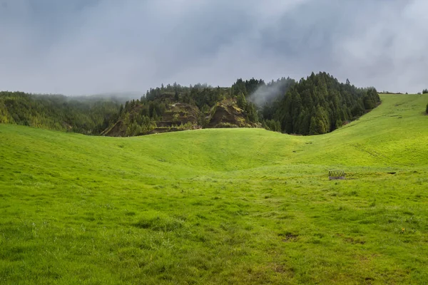Leuchtend Grünes Frisches Gras Auf Dem Feld Auf Einem Hügel — Stockfoto