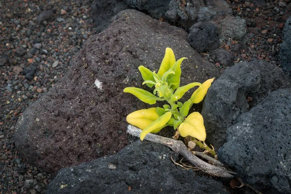 Cor Verde Claro Fresco Uma Planta Jovem Crescendo Entre Pedras — Fotografia de Stock