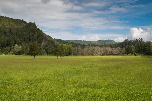 Frische Frühlingshafte Grüne Wiese Mit Einem Wald Hintergrund Und Hügeln — Stockfoto