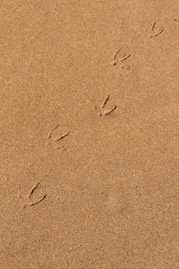 Bir martı footrprints ile bir plaj altın kum. Güneşli bir gün. Beddouza beach, Fas.