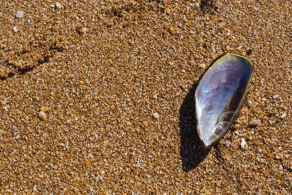 Perłowy Wewnętrznej Części Muszli Małży Czarny Wody Złotej Piaszczystej Plaży — Zdjęcie stockowe