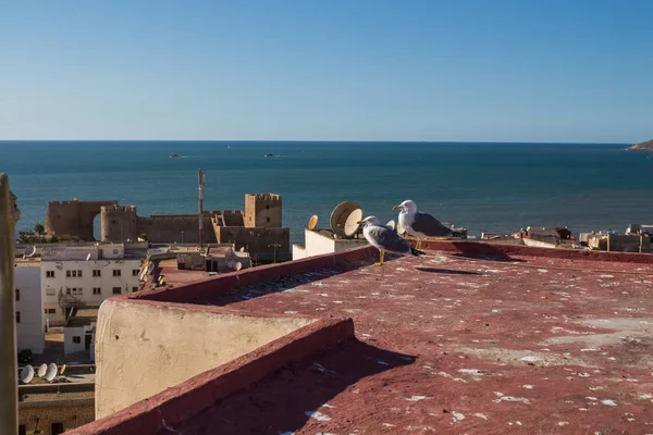 歴史あるお城のスカイビュー カモメのカップルと前景の赤い屋根 大西洋の地平線 青い空 サフィ モロッコ — ストック写真