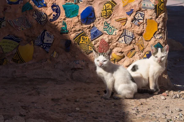 Pareja de gatos y una pared de mosaico, Marruecos — Foto de Stock