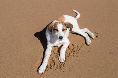 Beyaz-kahverengi köpek bir plaj kum