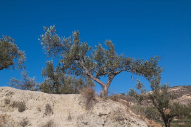 Bir tepe ve mavi gökyüzü zeytin ağacı