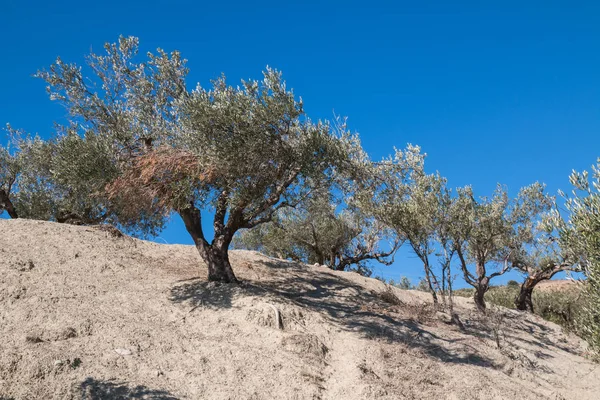 Olivo en una colina y un cielo azul —  Fotos de Stock