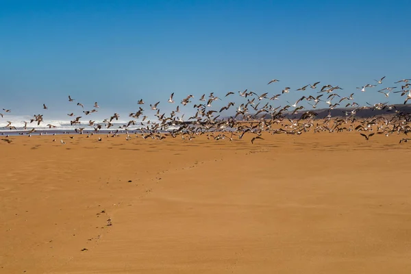 Sandy beach, martılar ve Atlantik Okyanusu — Stok fotoğraf