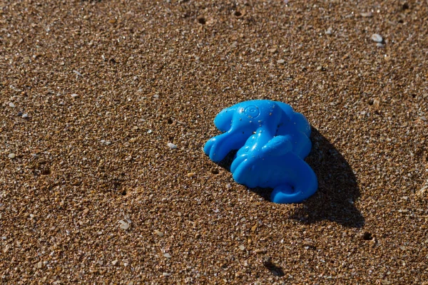 Ecologia: praia descobertas -azul cavalo marinho molde — Fotografia de Stock