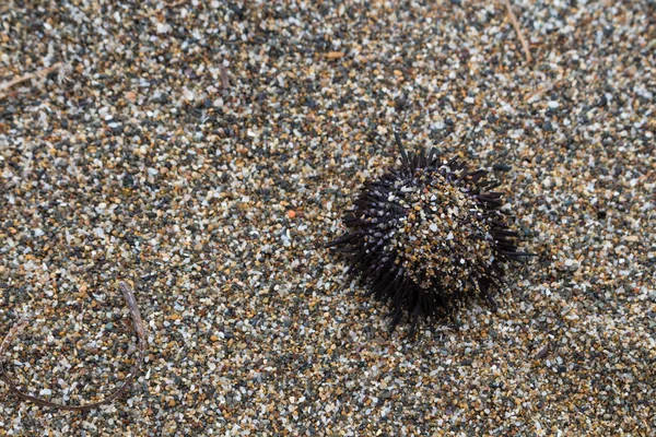 Ecology: beach discoveries - dead sea urchin — Stock Photo, Image