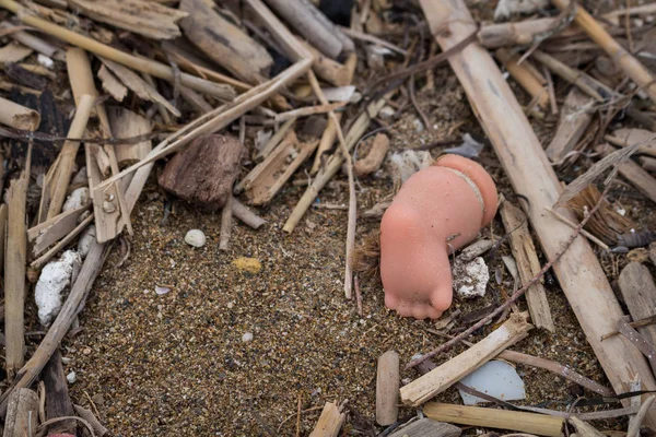 Ekologi: stranden upptäckter-ben av en docka — Stockfoto
