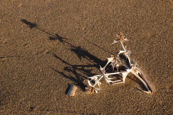 Zepsute rośliny na piasku plaży — Zdjęcie stockowe