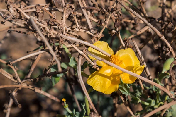Żółty kwiat wśród gałązek — Zdjęcie stockowe