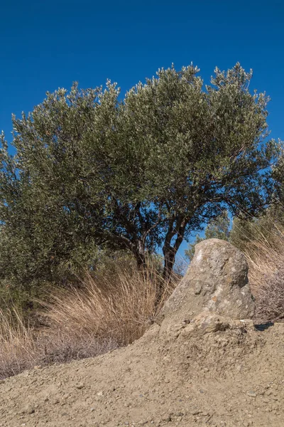 Drzewo oliwne na wzgórzu i błękitne niebo — Zdjęcie stockowe