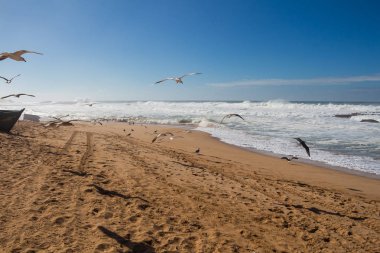 Atlantik Okyanusu Plajı, martılar, Fas
